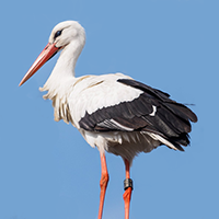 _images/stork-square-200px.png